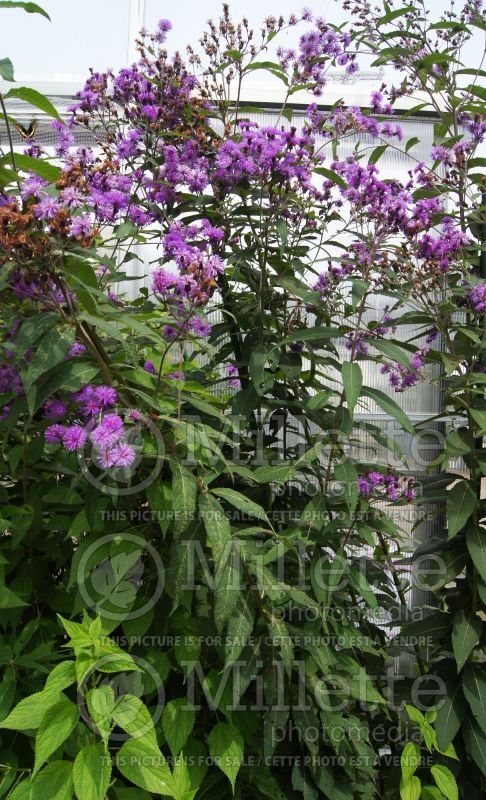 Vernonia missurica (Ironweed )  7