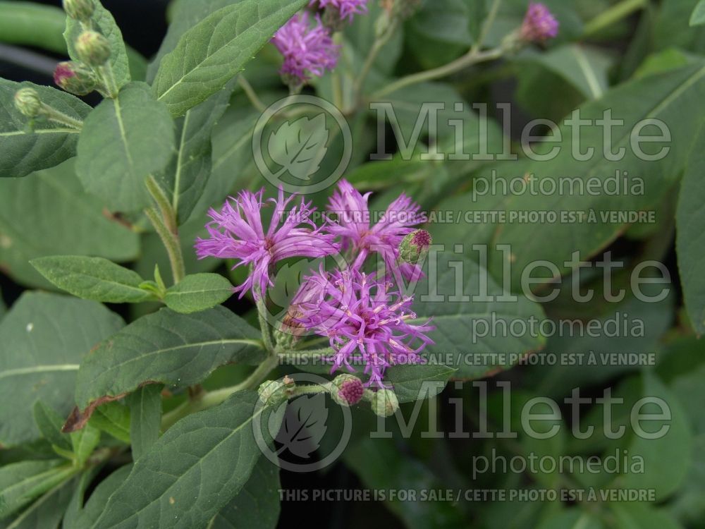 Vernonia missurica (Ironweed )  6