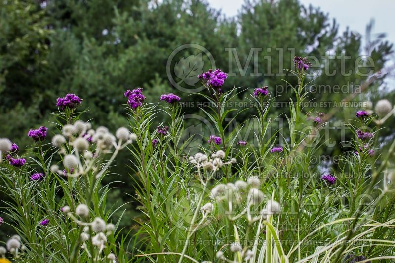 Vernonia noveboracensis (Ironweed )  2