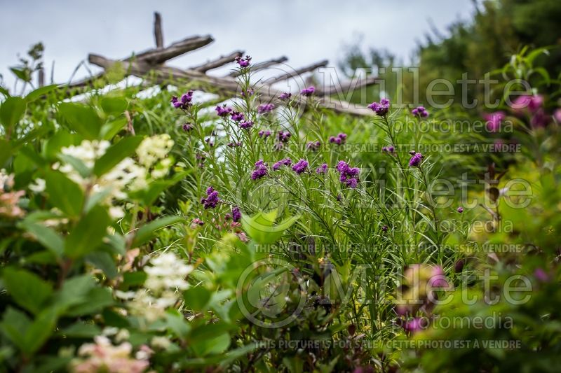 Vernonia noveboracensis (Ironweed )  3