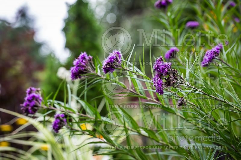 Vernonia noveboracensis (Ironweed )  4