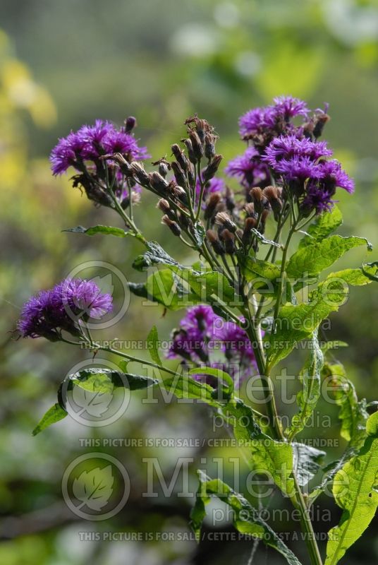 Vernonia noveboracensis (Ironweed )  5