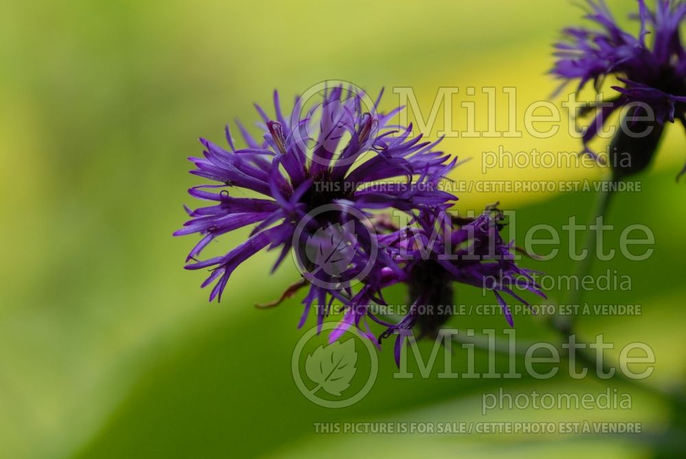 Vernonia noveboracensis (Ironweed )  6