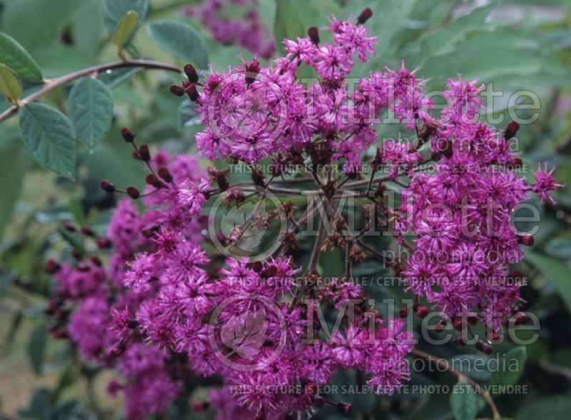 Vernonia noveboracensis (Ironweed )  9