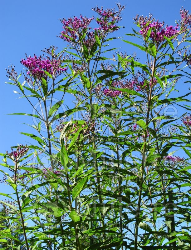 Vernonia noveboracensis (Ironweed )  7