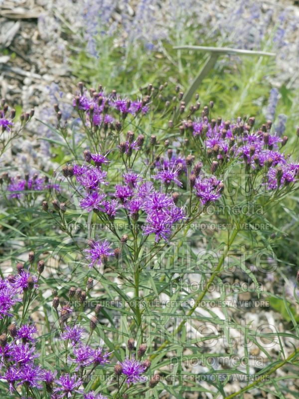 Vernonia Southern Cross (Ironweed )  1