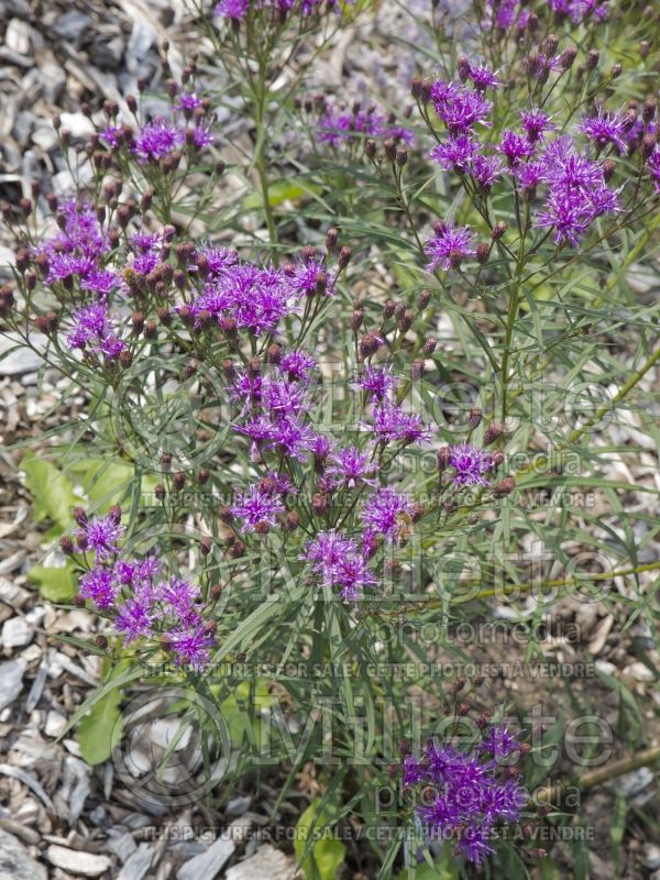 Vernonia Southern Cross (Ironweed )  2