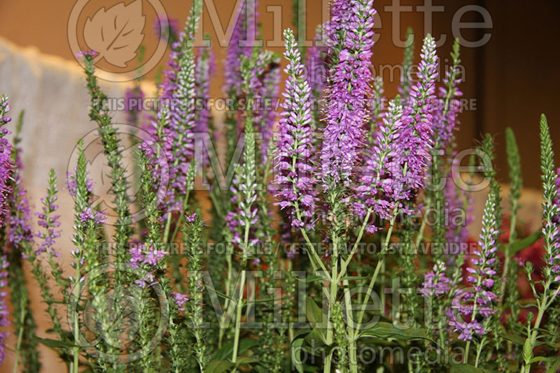 Veronica Atomic Lilac (Speedwell) 1