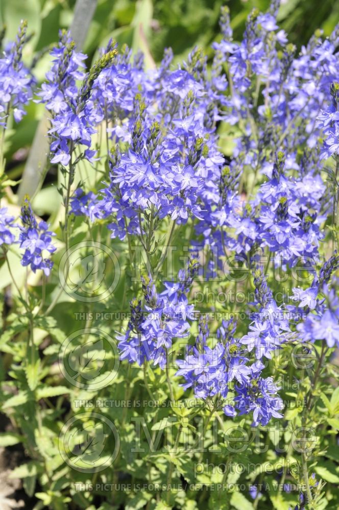 Veronica Crater Lake Blue (Speedwell) 1 