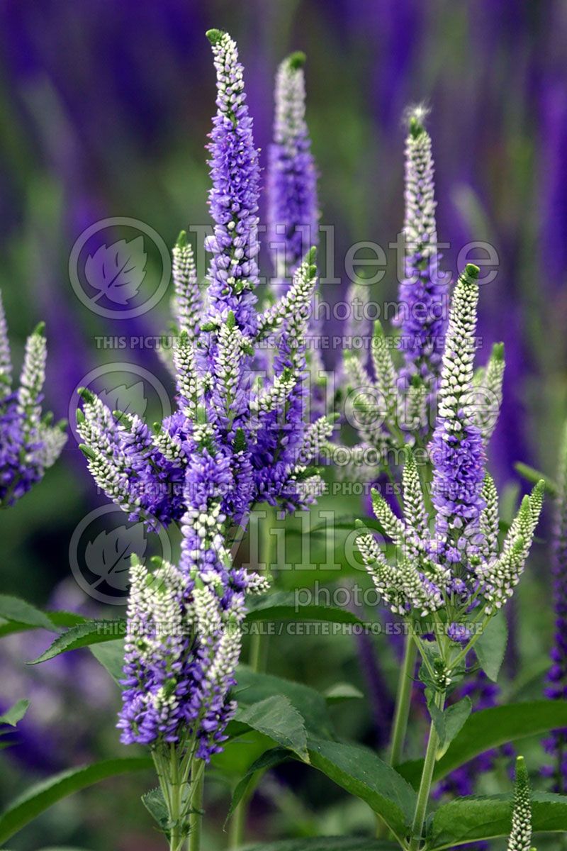 Veronica Blue Bomb (Speedwell)  2