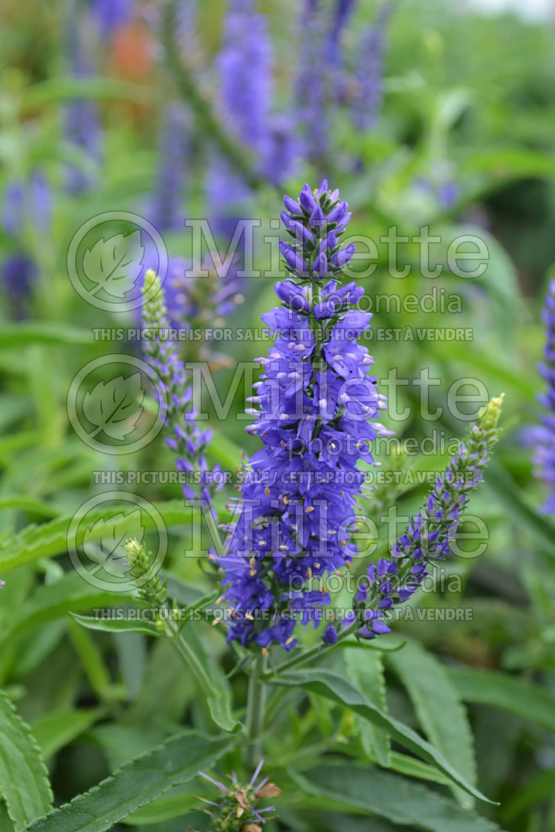 Veronica Dark Blue Moody Blues aka Novaverblu (Spike Speedwell) 1 