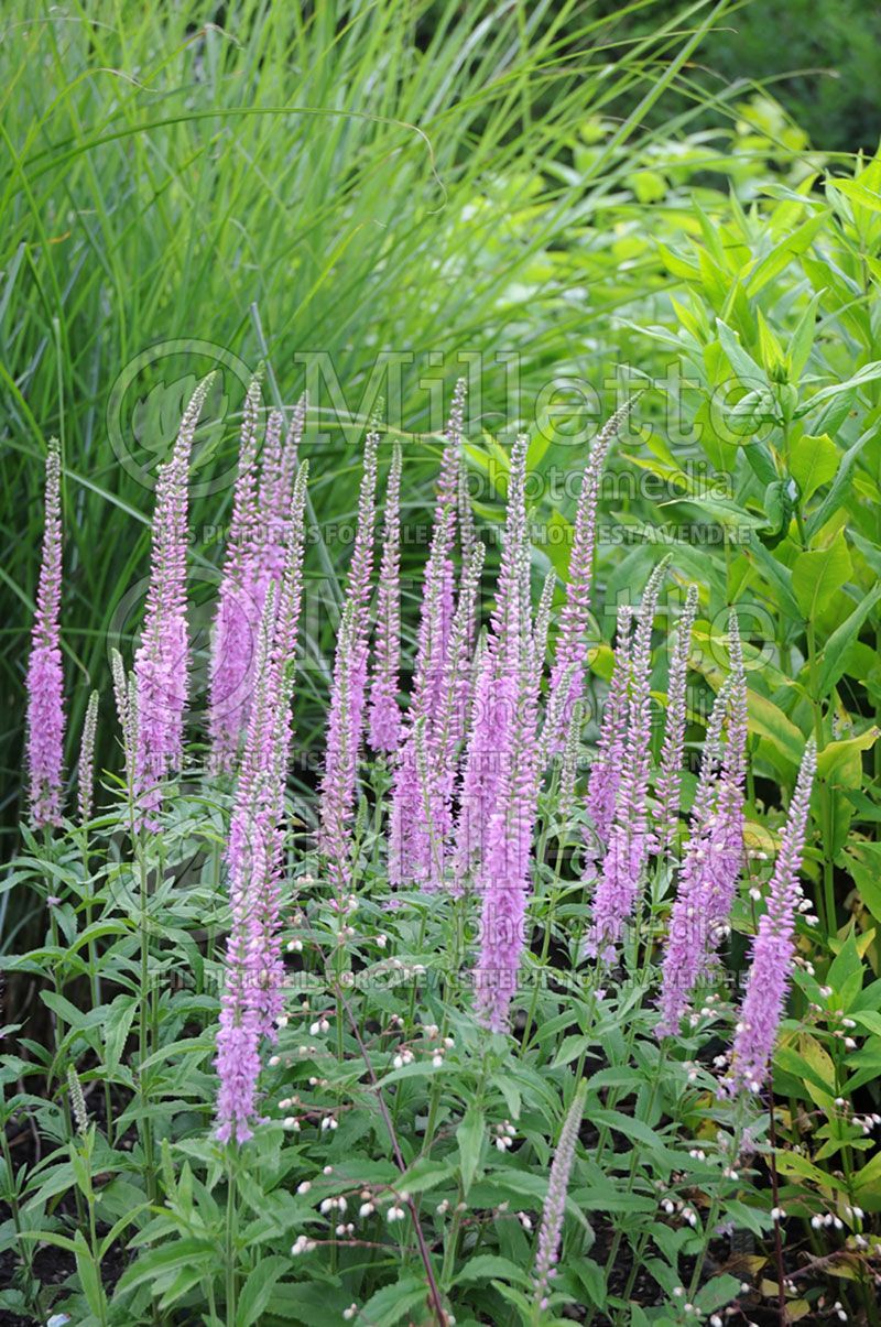 Veronica Fairytale (Speedwell)  2