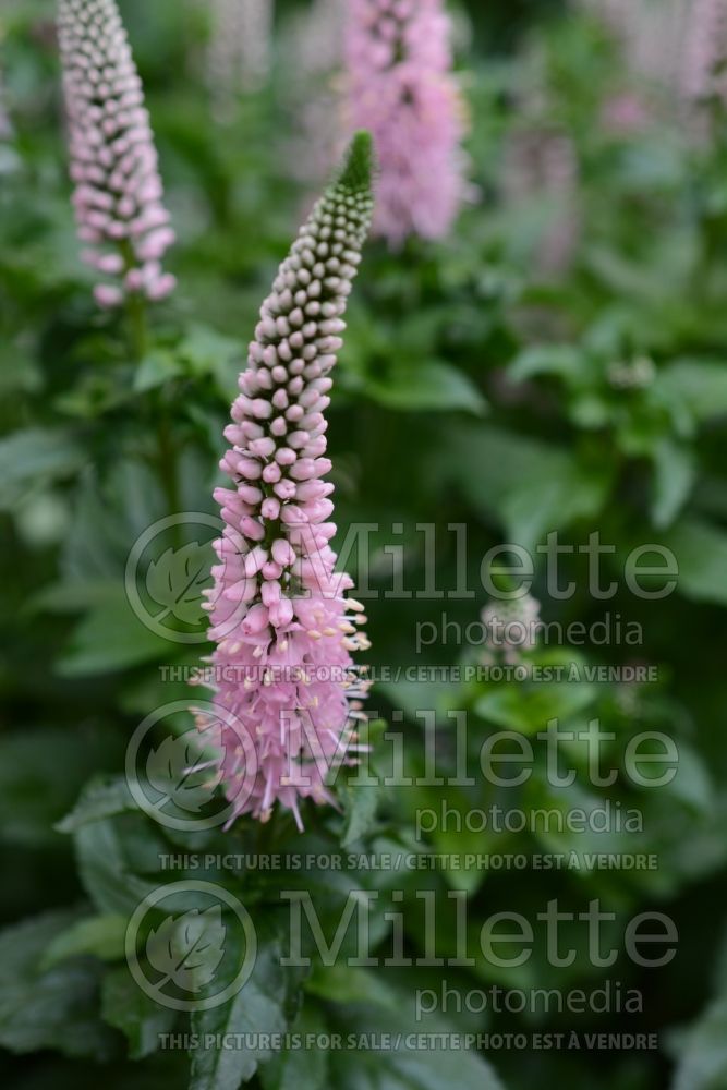 Veronica First Choice (Spike Speedwell) 1 