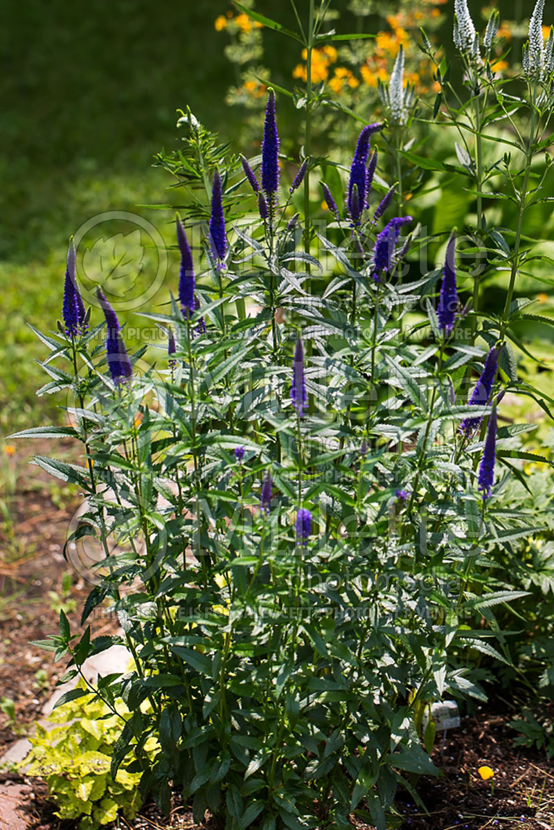 Veronica First Glory (Spike Speedwell) 1 