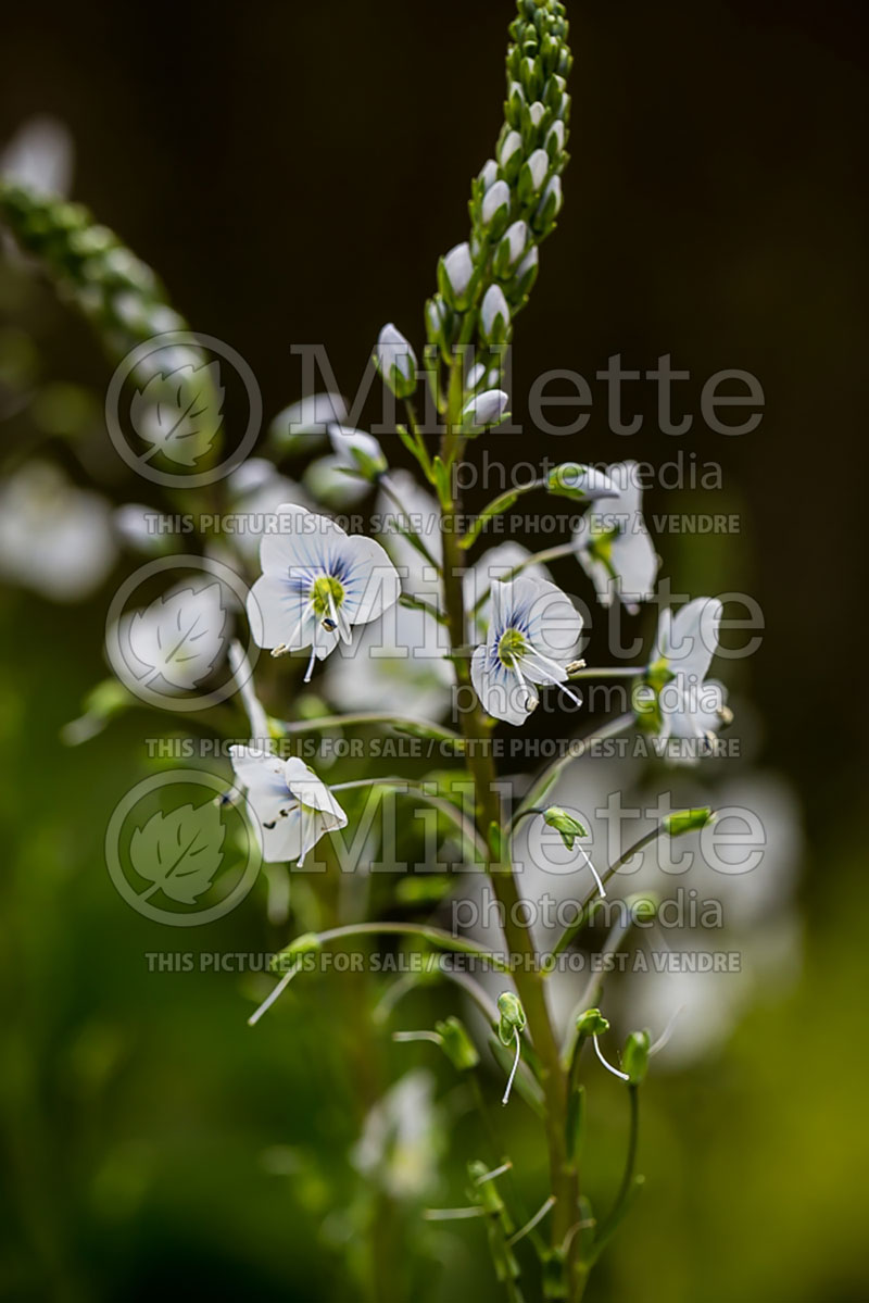 Veronica Blue Streaks (Gentian Speedwell) 2 