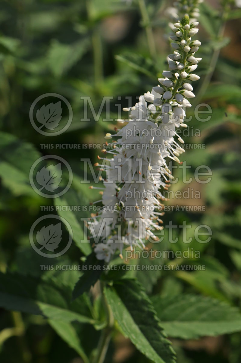 Veronica Icicle (Spike Speedwell) 2 