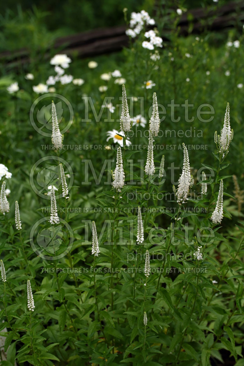 Veronica Icicle (Spike Speedwell) 1 