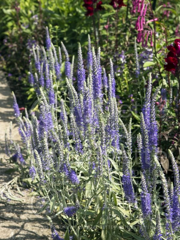 Veronica Pure Silver (Spike Speedwell) 1 