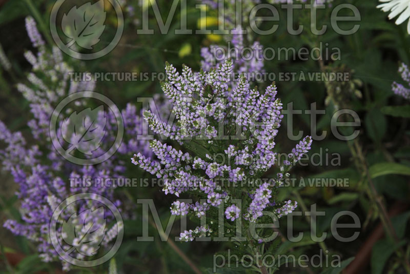 Veronica Lavender Plume (Spike Speedwell) 1 