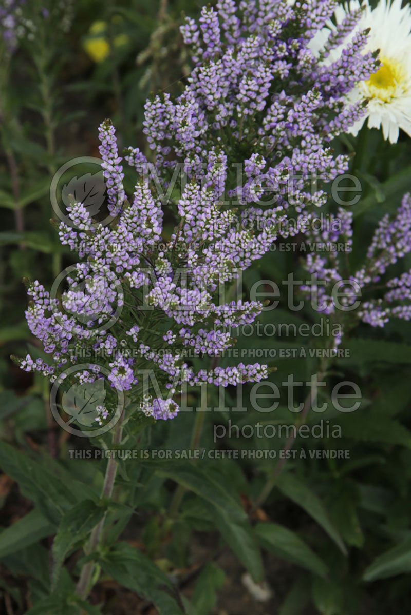 Veronica Lavender Plume (Spike Speedwell) 2 