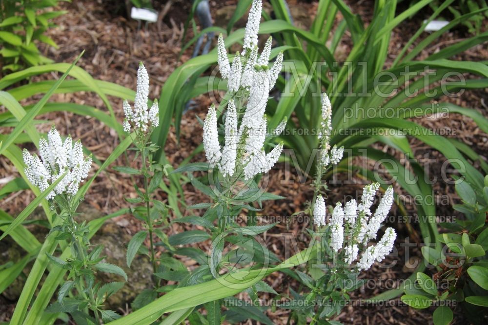 Veronica First Lady (Spike Speedwell) 1 