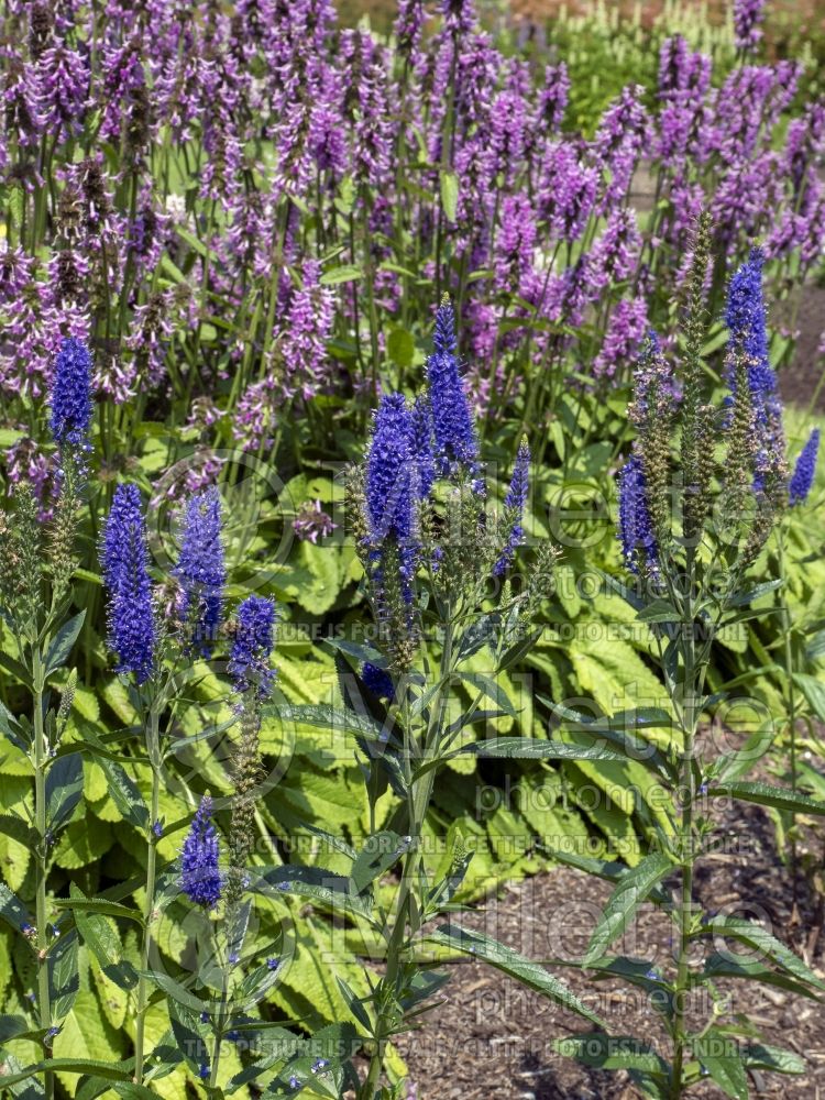 Veronica Marietta (Speedwell) 1 