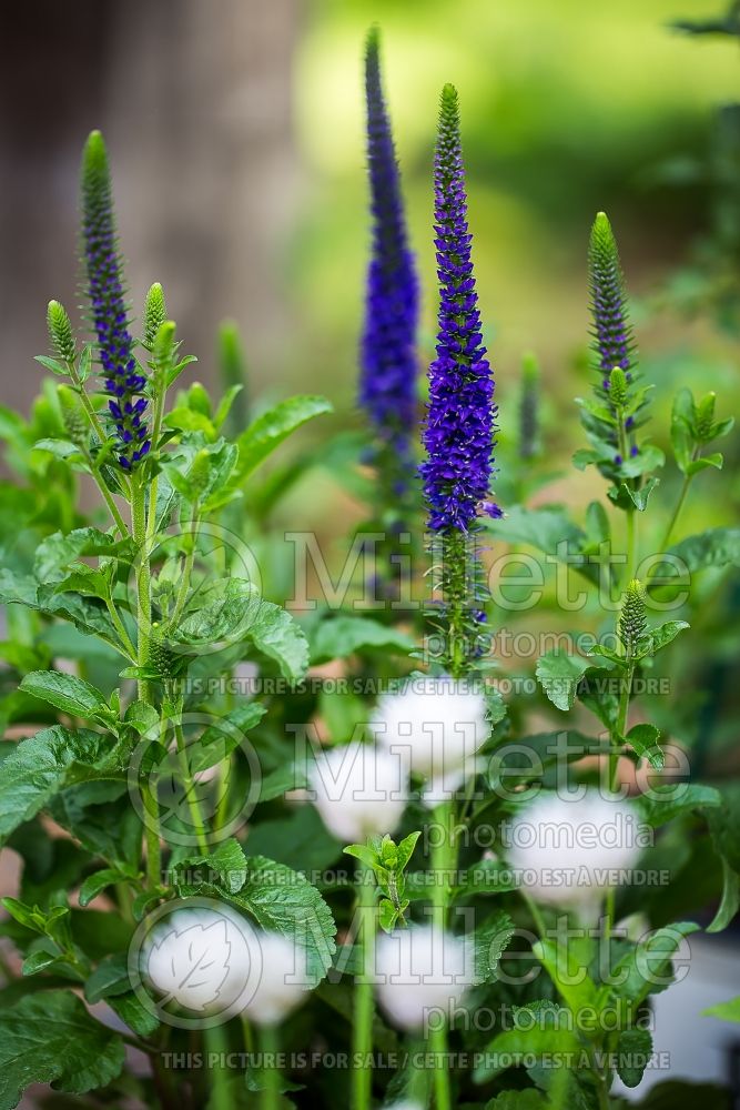 Veronica Magic Show or Enchanted Indigo (Spike Speedwell) 1 