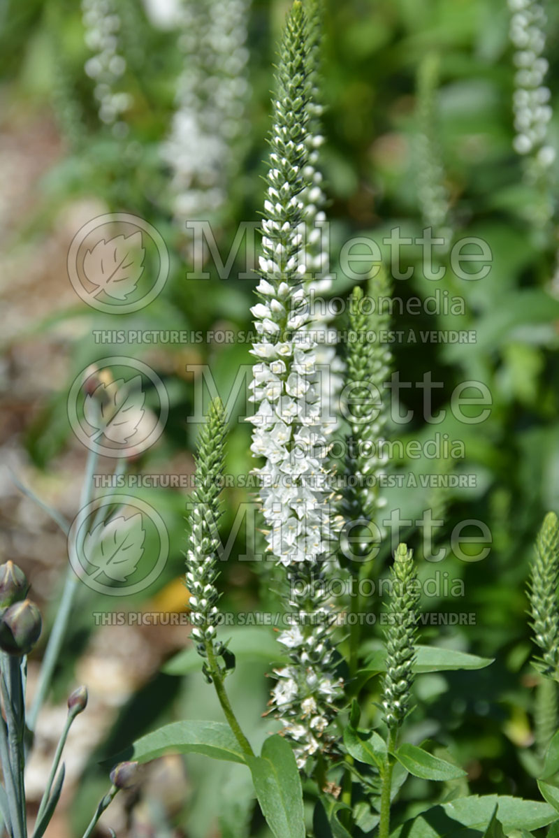 Veronica Magic Show White Wands (Spike Speedwell) 1 