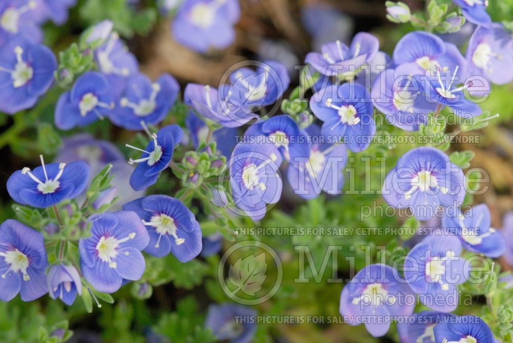 Veronica New Century (Speedwell)  2