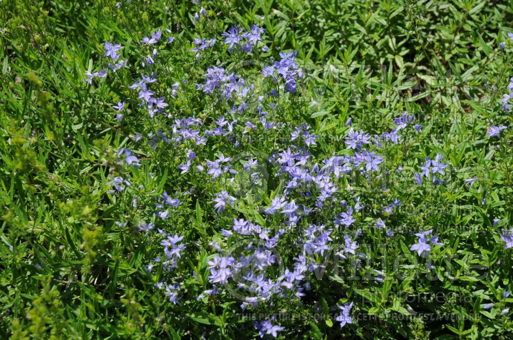 Veronica pectinata (Woolly Speedwell) 1 