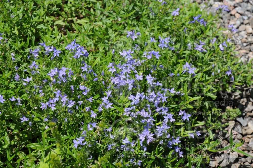 Veronica pectinata (Woolly Speedwell) 2 