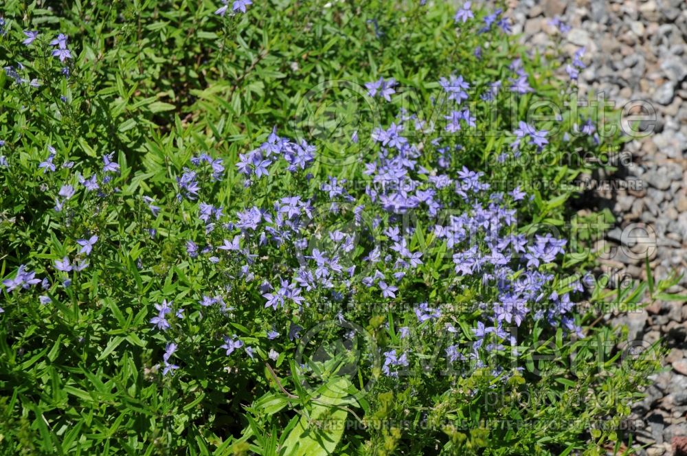 Veronica pectinata (Woolly Speedwell) 3 