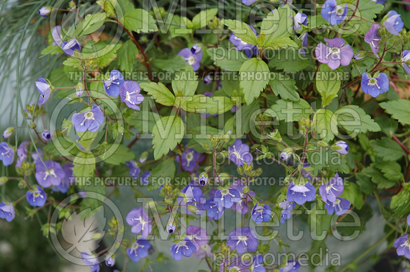 Veronica Big Blue (Speedwell) 1 