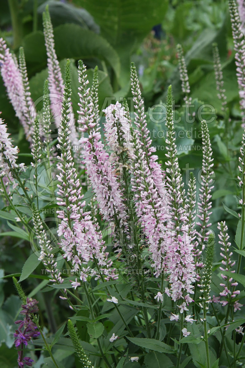 Veronica Pink Damask (Spike Speedwell) 1 