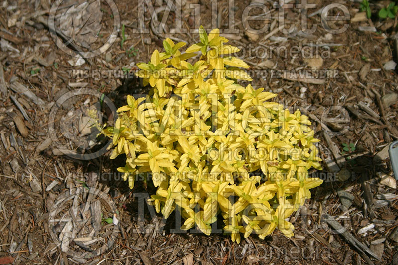 Veronica Aztec Gold (Speedwell) 1 