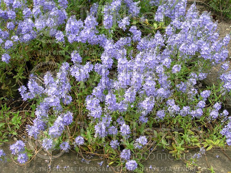 Veronica prostrata (Speedwell) 2