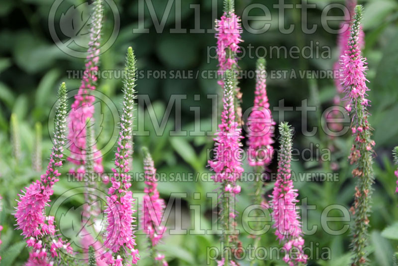 Veronica Red Fox or Rotfuchs (Speedwell) 4