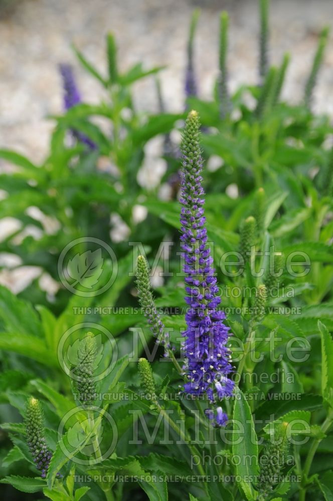 Veronica Ronica Blue (Speedwell) 1