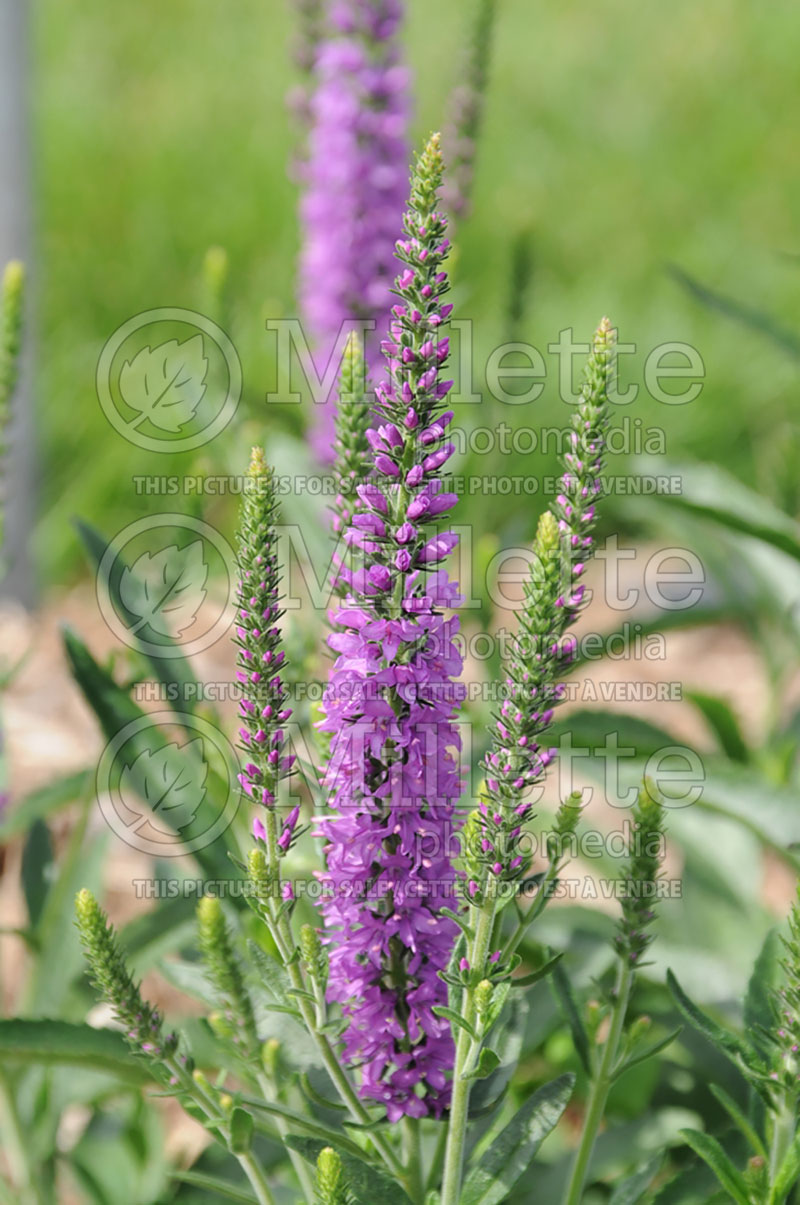 Veronica Mauve Moody Blues ou Novavermau (Spike Speedwell) 1 