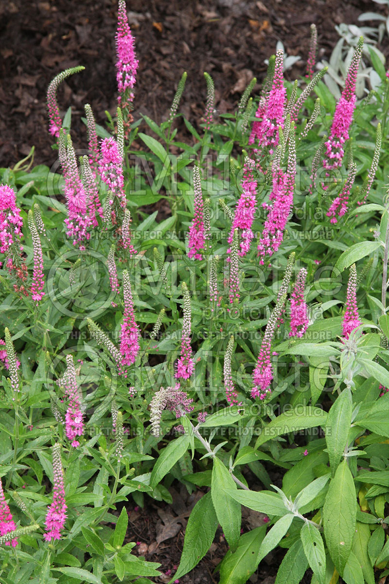 Veronica Red Fox or Rotfuchs (Speedwell) 3