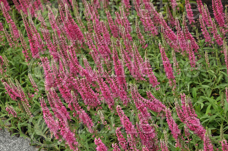 Veronica Red Fox or Rotfuchs (Speedwell) 6