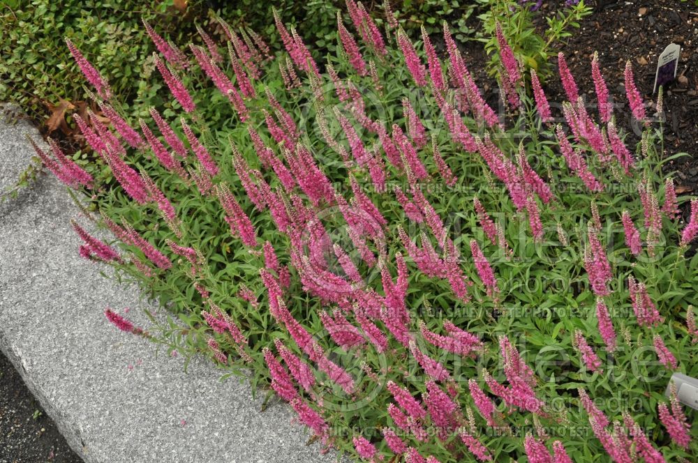 Veronica Red Fox or Rotfuchs (Speedwell) 5