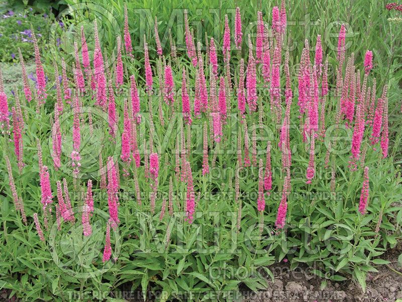 Veronica Red Fox or Rotfuchs (Speedwell) 1