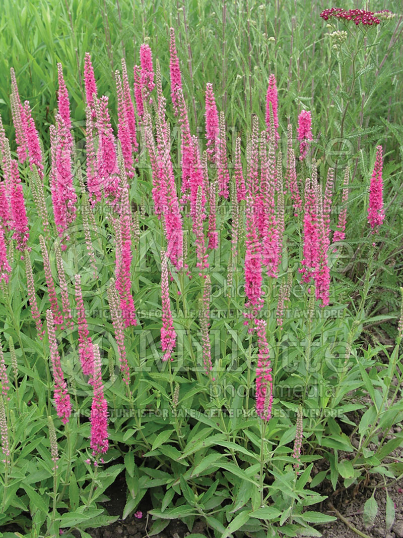 Veronica Red Fox or Rotfuchs (Speedwell) 2