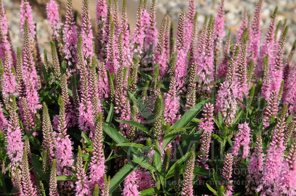 Veronica Rocket Power Rose (Spike Speedwell) 1 