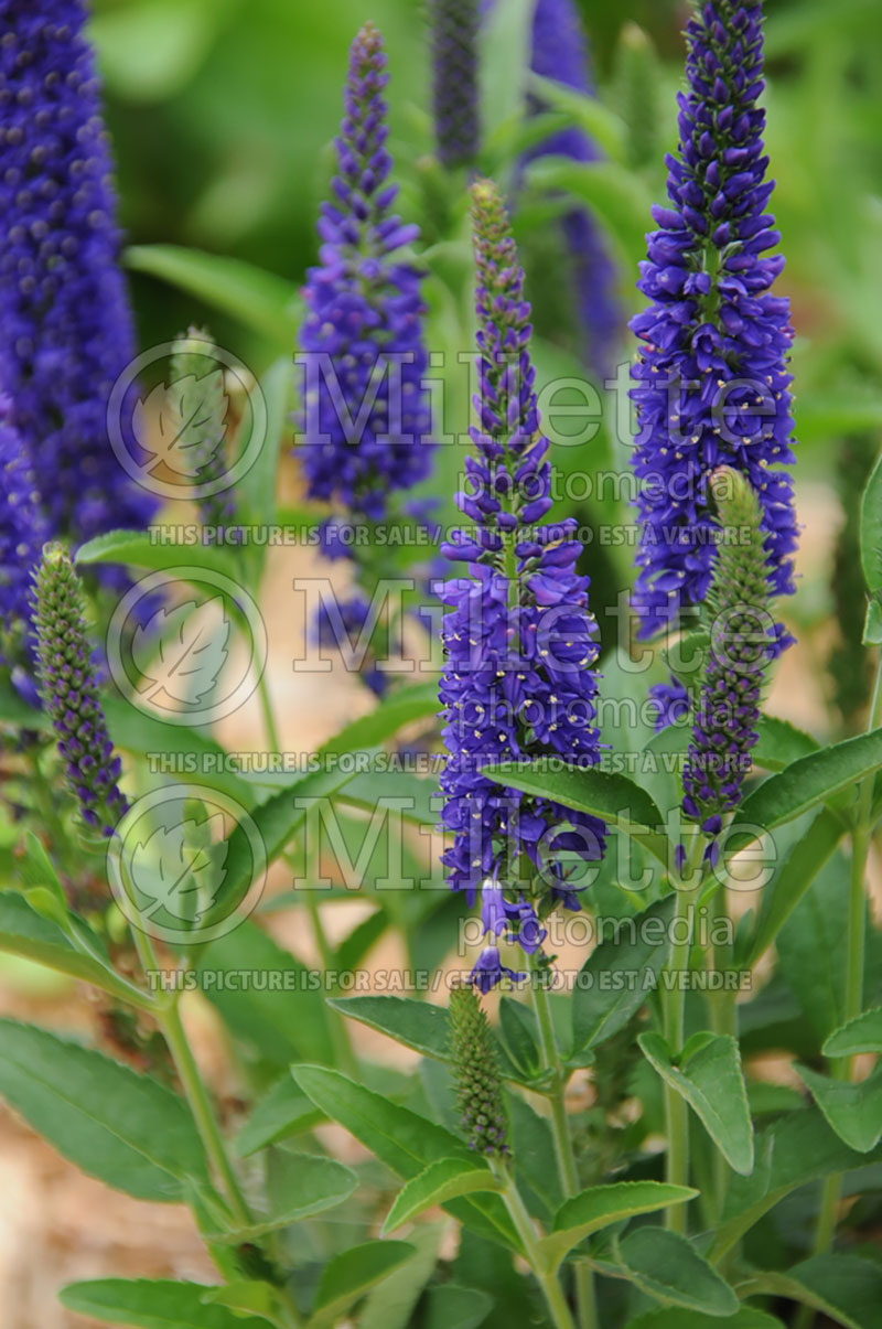 Veronica Ronnie Dark Blue (Spike Speedwell) 1 