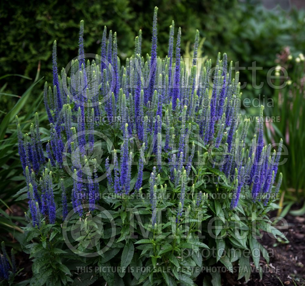 Veronica Royal Candles (Speedwell) 4 