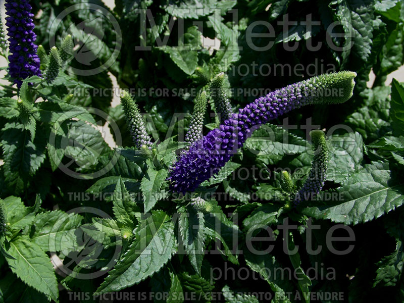 Veronica Sunny Border Blue (Speedwell) 1