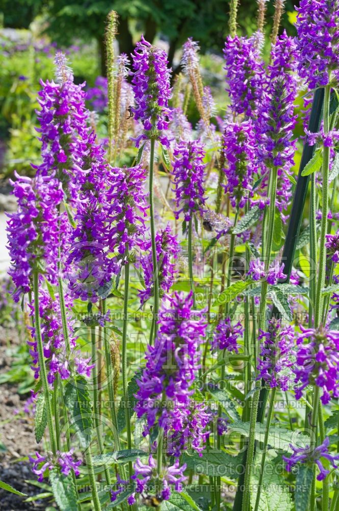 Veronicastrum Adoration (Culver's Root) 1 