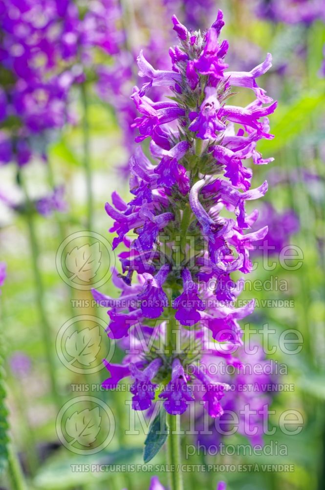 Veronicastrum Adoration (Culver's Root) 2 